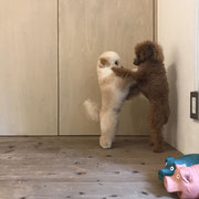 DOGSALONSEALY　ドッグサロンシーリー　表参道　南青山　外苑前　トリミングサロン　射手今日子　プードル