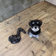 sealy　シーリー　表参道　南青山　外苑前　神宮前　トリミングサロン　ドッグサロン　トイプードル　射手今日子 