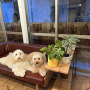 sealy　シーリー　表参道　南青山　外苑前　神宮前　トリミングサロン　ドッグサロン　トイプードル　射手今日子 