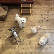 sealy　シーリー　表参道　南青山　外苑前　神宮前　トリミングサロン　ドッグサロン　トイプードル　射手今日子 