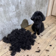 sealy　シーリー　表参道　南青山　外苑前　神宮前　トリミングサロン　ドッグサロン　トイプードル　射手今日子 