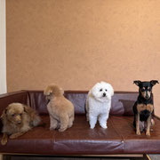 sealy　シーリー　表参道　南青山　外苑前　神宮前　トリミングサロン　ドッグサロン　トイプードル　射手今日子 