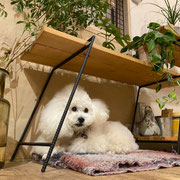 DOGSALONSEALY　ドッグサロンシーリー　表参道　南青山　外苑前　トリミングサロン　射手今日子　プードル 　トリマー