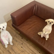 DOGSALONSEALY　ドッグサロンシーリー　表参道　南青山　外苑前　トリミングサロン　射手今日子　プードル 　トリマー