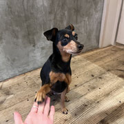 sealy　シーリー　表参道　南青山　外苑前　神宮前　トリミングサロン　ドッグサロン　トイプードル　射手今日子 