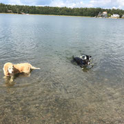 Hundestrand in Värmdö