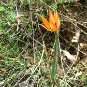 Wildtulpe Tulipa orphanidea