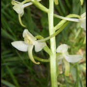 Platanthera bifolia Barres des Cévennes (48) Le : 04-06-2005
