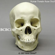 アジア人女性頭蓋骨模型BCBC149