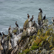 Le rocher des cormorans sur le GR34