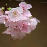 桜　奇跡の星の植物館