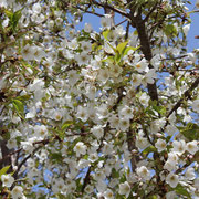福良浄化センターの早咲き桜