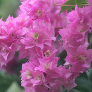 イングランドの丘　大温室内の花　2012年6月8日撮影