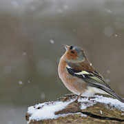Buchfink Männchen schaut dem Schneetreiben zu
