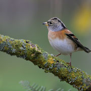 Bergfink Weibchen