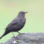 Amsel Weibchen