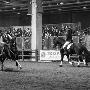 Fotografia equestre a Fiera Cavalli Verona | Alessandro Tintori