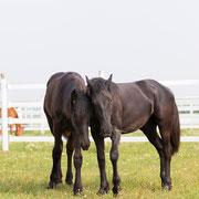 Fotografia a colori della scuderia ed allevamento equino GV Stable, Stal Gibello | Alessandro Tintori