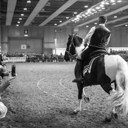 Fotografia equestre a Fiera Cavalli Verona | Alessandro Tintori