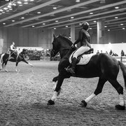 Fotografia equestre a Fiera Cavalli Verona | Alessandro Tintori