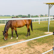 Fotografia a colori della scuderia ed allevamento equino GV Stable, Stal Gibello | Alessandro Tintori