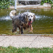 Fotografia a colori di un cane in canile in attesa di adozione con Salva la zampa | Alessandro Tintori