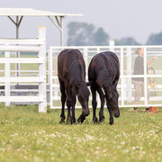 Fotografia a colori della scuderia ed allevamento equino GV Stable, Stal Gibello | Alessandro Tintori