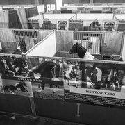 Fotografia equestre a Fiera Cavalli Verona | Alessandro Tintori