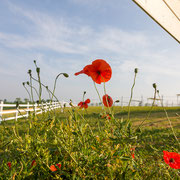 Fotografia a colori della scuderia ed allevamento equino GV Stable, Stal Gibello | Alessandro Tintori