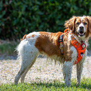 Fotografia a colori di un cane in canile in attesa di adozione con Salva la zampa | Alessandro Tintori