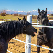 Fotografia della scuderia di lusso GV Stable, Stal Gibello a Valfenera (AT) | Alessandro Tintori