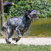 Fotografia a colori di un cane in canile in attesa di adozione con Salva la zampa | Alessandro Tintori