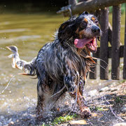 Fotografia a colori di un cane in canile in attesa di adozione con Salva la zampa | Alessandro Tintori