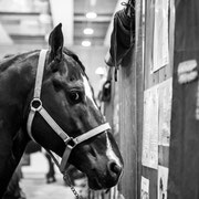 Fotografia equestre a Fiera Cavalli Verona | Alessandro Tintori