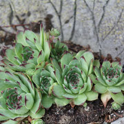 Sempervivum