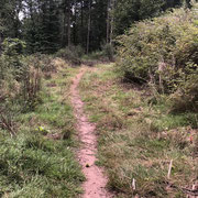 Débroussaillage sur sentier des chasseurs