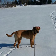 Labrador in unberührtem Schnee.