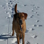 Labrador in zertrampeltem Schnee - hab ich fein gemacht, gell?