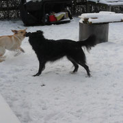 Ronja, lass uns rumtoben!