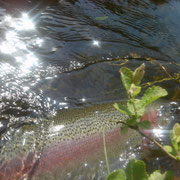 Schweden - Stockholm - Morrum - fliegenfischen - flz fishing - lachs salmon - sud schweden - malmo - incentive reisen incentive agentur - Meeting-Incentive-Conference-Events - Mitarbeitermotivation - Teambuilding - Veranstaltung