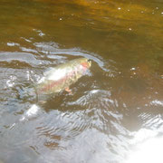 Schweden - Stockholm - Morrum - fliegenfischen - flz fishing - lachs salmon - sud schweden - malmo - incentive reisen incentive agentur - Meeting-Incentive-Conference-Events - Mitarbeitermotivation - Teambuilding - Veranstaltung