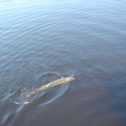 Schweden - Stockholm - Morrum - fliegenfischen - flz fishing - lachs salmon - sud schweden - malmo - incentive reisen incentive agentur - Meeting-Incentive-Conference-Events - Mitarbeitermotivation - Teambuilding - Veranstaltung