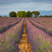 Hochebene von Valensole