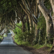 Dark Hedges