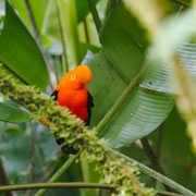 Andenklippenvogel, Andean-Cock-of-the Rock