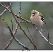 Pinson des arbres
