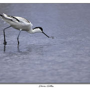 Avocette (Pont de Gau)