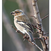 Pinson des arbres