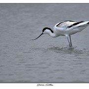 Avocette (Pont de Gau)