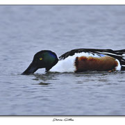 Canard Souchet (Pont de Gau)